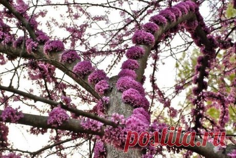 Самые невероятные растения планеты