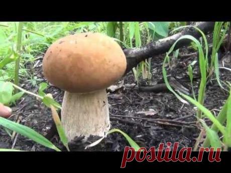 Массовый сбор Белого гриба и секреты сбора. Boletus Edulis. Видео высокой чёткости.