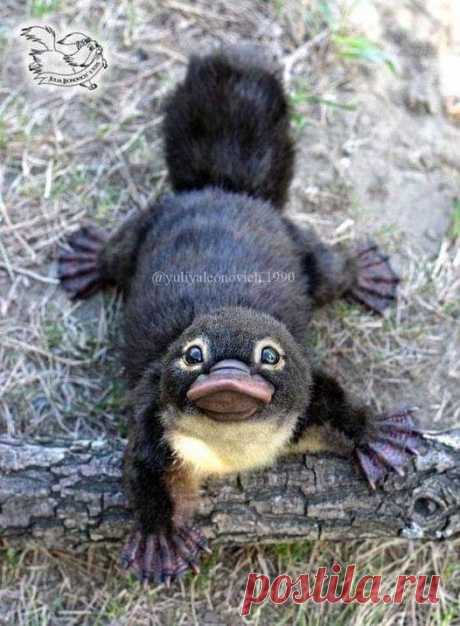 Os bebés de Platypus são chamados de ′′ puggles &quot;!