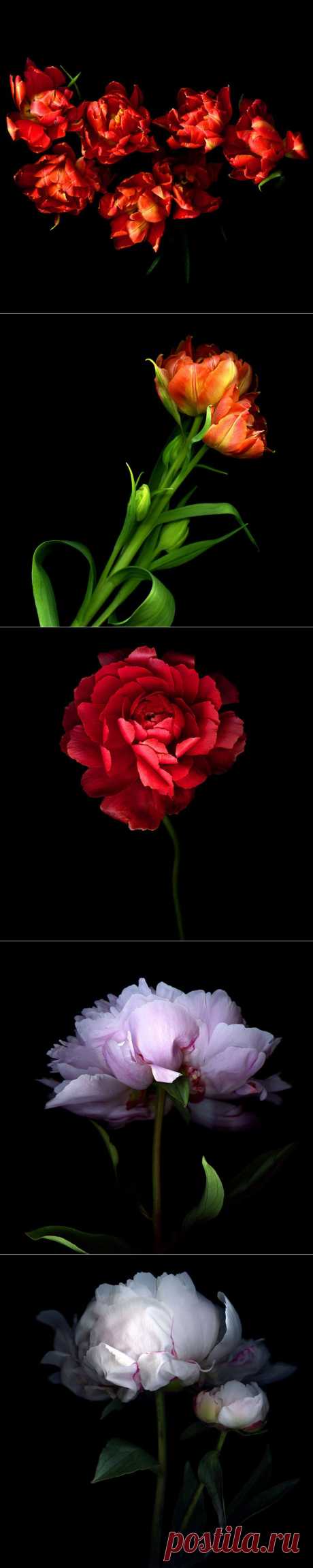 Красота на черном фоне..