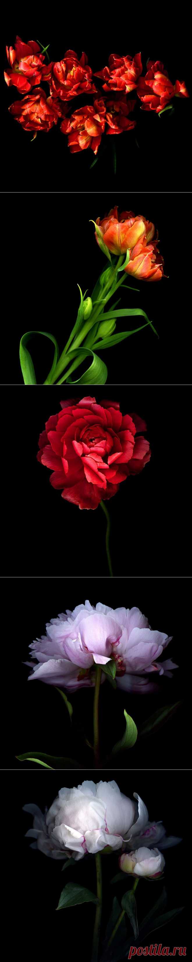 Красота на черном фоне..