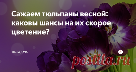Сажаем тюльпаны весной: каковы шансы на их скорое цветение? Очень многие начинающие садоводы задаются вопросом – можно ли сажать тюльпаны весной? Отвечаю: можно. Однако, учтите, что «весенние» тюльпанчики зацветут позже, чем те, которые посажены под зиму. У «озимых» луковиц уже довольно развитая корневая система, когда на улице установится устойчивый плюс, то тюльпаны наравне с нарциссами самые первые пойдут в рост.