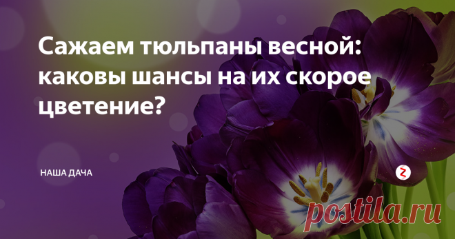 Сажаем тюльпаны весной: каковы шансы на их скорое цветение? Очень многие начинающие садоводы задаются вопросом – можно ли сажать тюльпаны весной? Отвечаю: можно. Однако, учтите, что «весенние» тюльпанчики зацветут позже, чем те, которые посажены под зиму. У «озимых» луковиц уже довольно развитая корневая система, когда на улице установится устойчивый плюс, то тюльпаны наравне с нарциссами самые первые пойдут в рост.