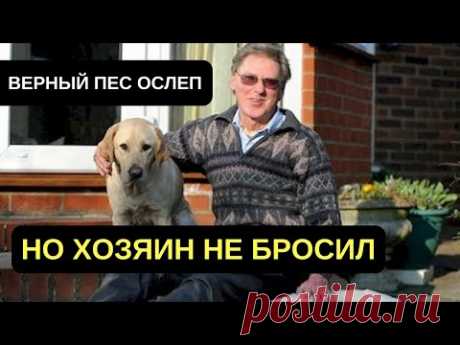 ОДНАЖДЫ ВЕРНЫЙ ПЕС-ПОВОДЫРЬ ОСЛЕП. ПОСМОТРИТЕ, ЧТО С НИМ СДЕЛАЛ ХОЗЯИН. СПАСЕНИЕ ЖИВОТНЫХ - YouTube