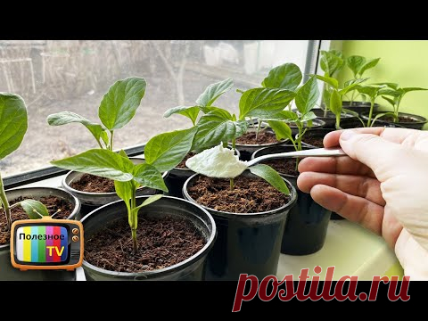 Одну чайную ложку под рассаду после пикировки и рассада укрепляется прямо на глазах!