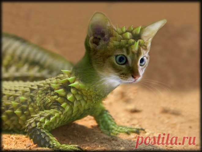 Stachelmiezenechse oder so - Image & Photo by Fotobibi from 41 - FantasTierisches - Photography (21917501) | fotocommunity