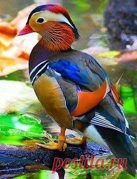 Настоящий шедевр природы -  утка мандаринка / Вязание как искусство!