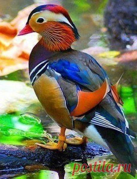 Настоящий шедевр природы -  утка мандаринка / Вязание как искусство!