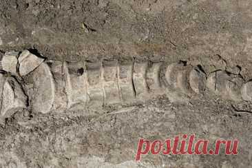 Тракторист из Самары нашел скелет ихтиозавра
