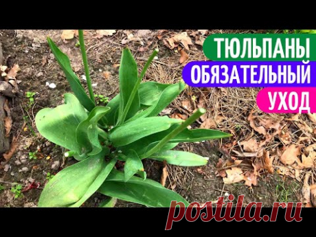 Тюльпаны ПОСЛЕ ЦВЕТЕНИЯ, Что ДЕЛАТЬ? Мои цветы.