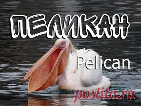 Пеликан — Pelican - YouTube