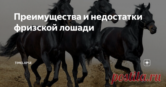Преимущества и недостатки фризской лошади В настоящий момент мировое поголовье лошадей этой породы составляет около 60 тысяч, из которых половина находится в самих Нидерландах. По современным меркам численность фризских лошадей является очень высокой, то есть порода весьма востребована. Ее популярность проистекает из следующих характеристик:
Великолепный экстерьер. Фризскую лошадь во всем мире ценят, прежде всего, за ее выдающуюся