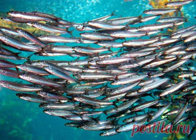 Анчоус: что это за рыбка и как ее едят | FisH2O 🐟 | Яндекс Дзен