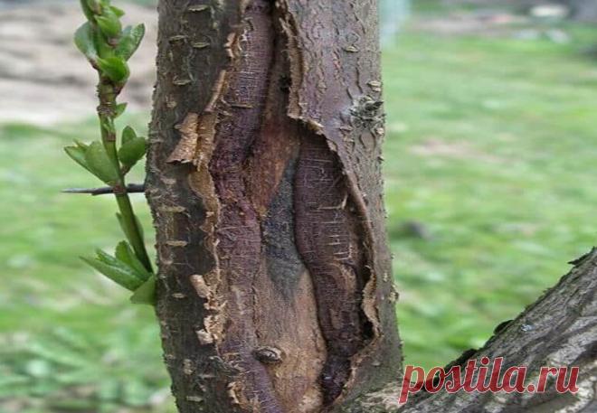 Трескается кора у яблони, пора спасать | О Фазенде. Загородная жизнь | Яндекс Дзен