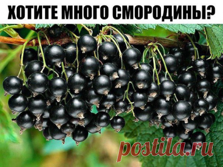 Хотите много смородины?