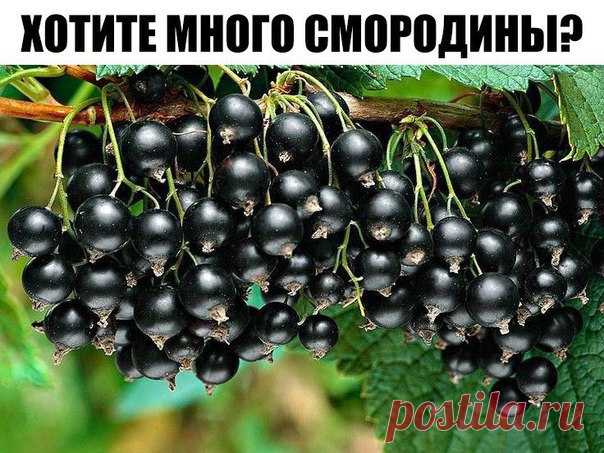 Хотите много смородины?