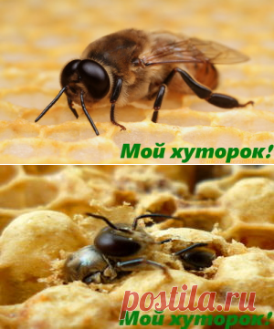Трутень в пчелиной семье. - Мой хуторок!