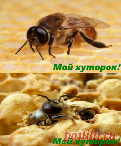 Трутень в пчелиной семье. - Мой хуторок!