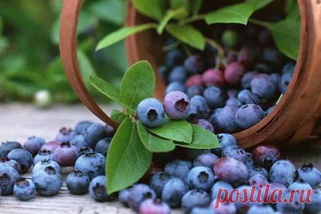 Продукты улучшающие зрение