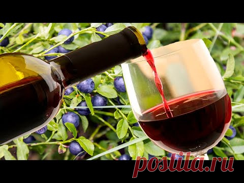 Вино из ягод черники. Часть первая !