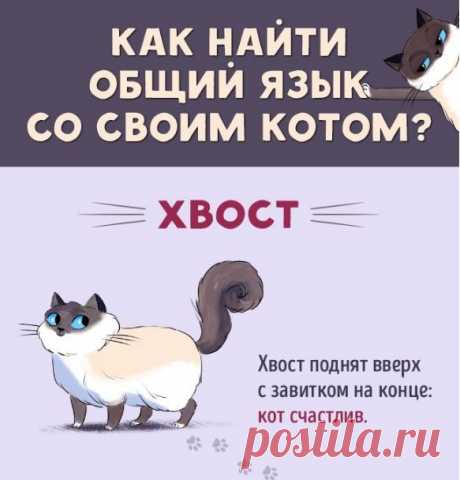 Как понять своего кота: руководство по кошачьему языку!