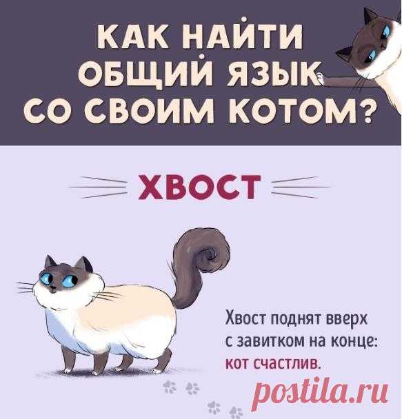 Как понять своего кота: руководство по кошачьему языку!