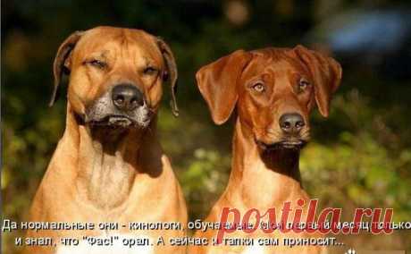 Несколько фактов о собаках