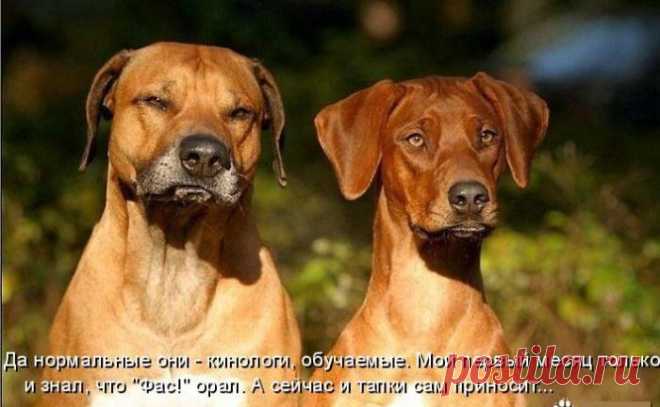 Несколько фактов о собаках
