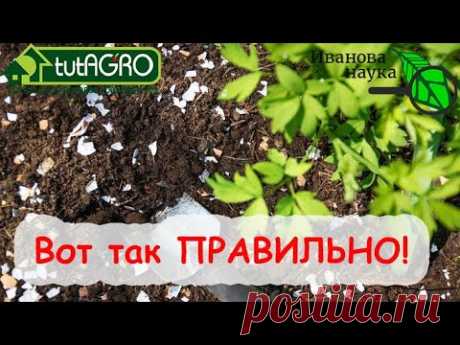 4 СПОСОБА УДОБРИТЬ ЗЕМЛЮ СКОРЛУПОЙ ЯИЦ. ТОЛЬКО ТАК - ПРАВИЛЬНО! - YouTube