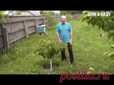 Как формировать черешню