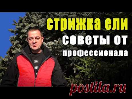 Когда и как подстричь ЕЛЬ? Самостоятельно без опыта, подробная инструкция стрижки ели .