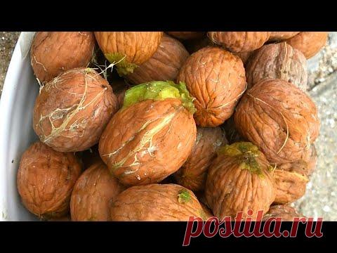 Грецкий орех | Интересные факты