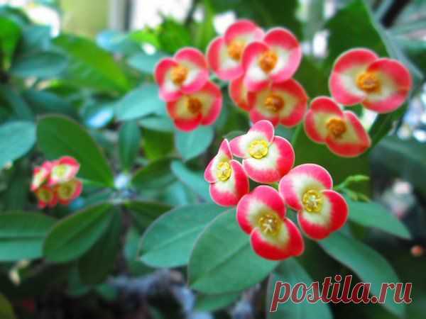 Молочай Миля (Euphorbia milii). - Цветочный форум