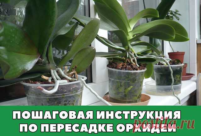 (80) Одноклассники