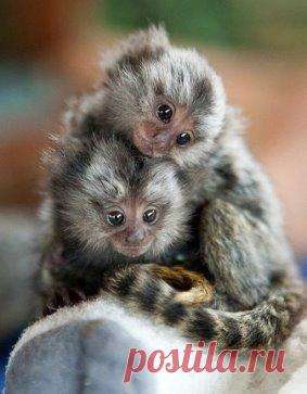Мармозетка - самая маленькая в мире обезьяна.