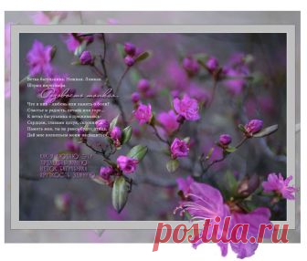 Открытка (плейкаст) «Розовость тонкая...» Автор плейкаста: Primula. Тема: Цветы. Когда: 07.06.2018.