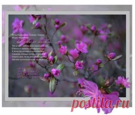 Открытка (плейкаст) «Розовость тонкая...» Автор плейкаста: Primula. Тема: Цветы. Когда: 07.06.2018.