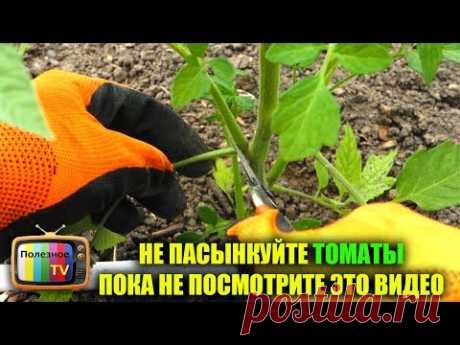 НЕ ПАСЫНКУЙТЕ ТОМАТЫ ПОКА НЕ ПОСМОТРИТЕ ЭТО ВИДЕО - YouTube