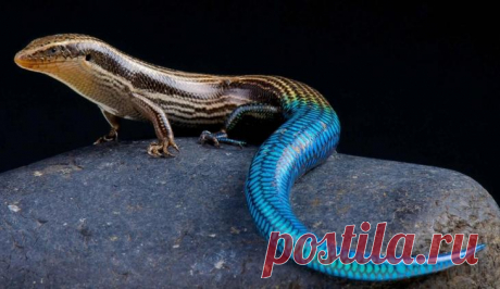 Фото самых ярких и опасных холоднокровных