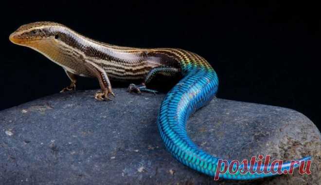 Фото самых ярких и опасных холоднокровных