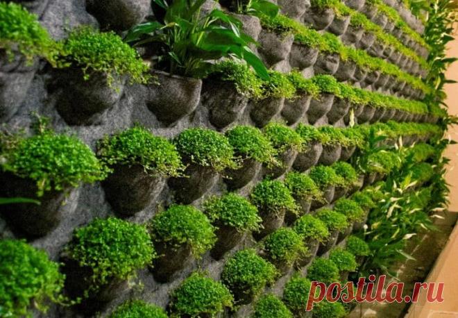 Живая стена из растений своими руками в квартире -