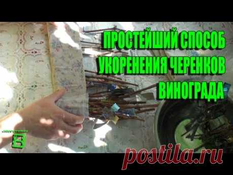 Простой и эффективный способ (Пузенко) укоренения черенков. Размножаем редкий сорт  #Виноград - YouTube