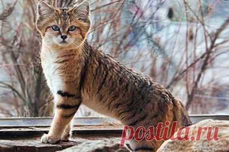 Барханный кот.