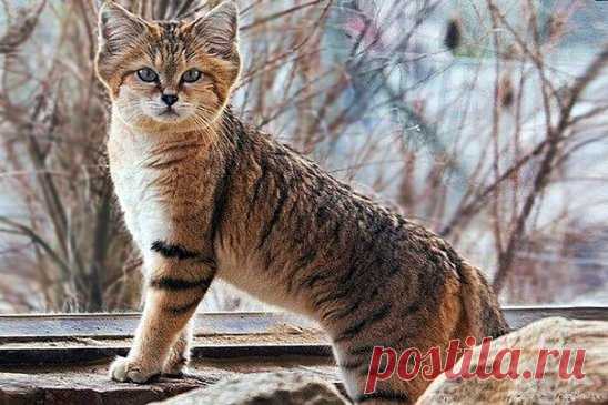 Барханный кот.