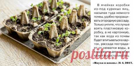 Ячейки от куриных яиц для рассады