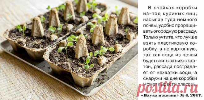 Ячейки от куриных яиц для рассады