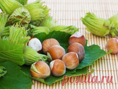 Выращивание фундука в саду — 6 соток