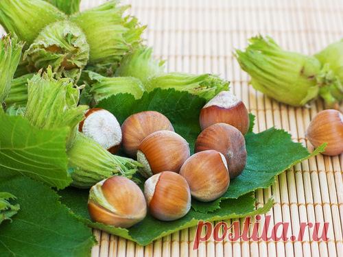 Выращивание фундука в саду — 6 соток