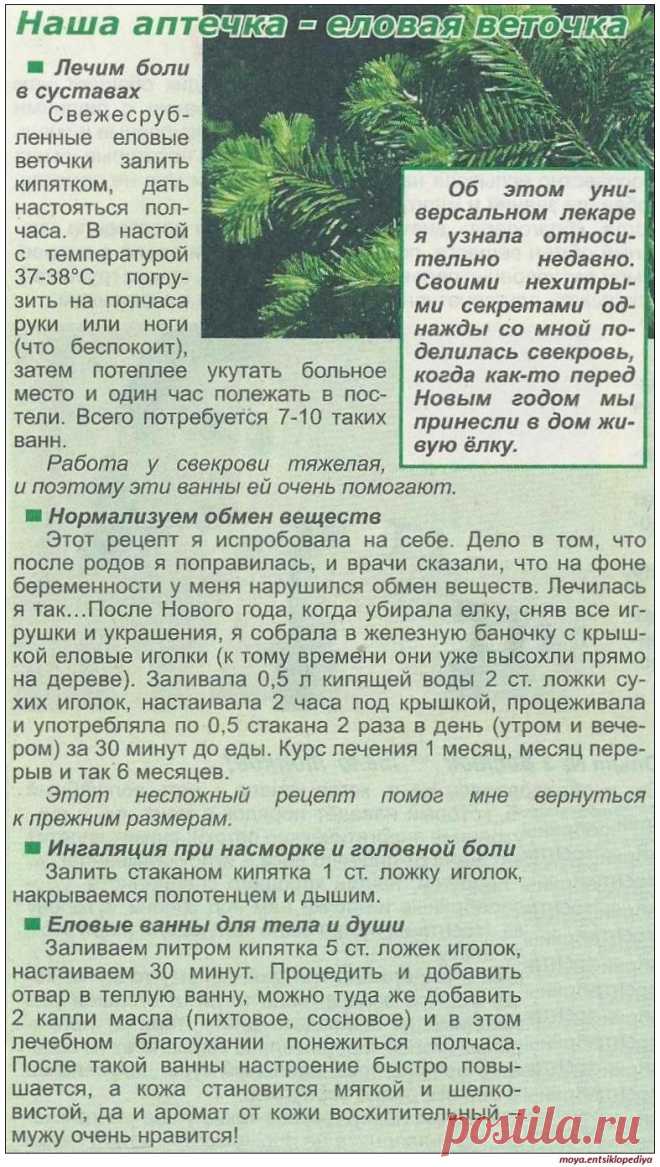 Наша аптечка - еловая веточка