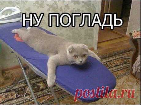 Коту не хватает ласки)